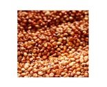 Grain Sorghum