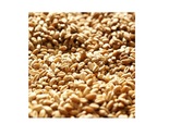 Pannar Wheat