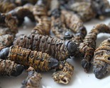 Botswana Mopani Worms (Caterpillars)