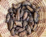 Namibian Mopani Worms (Caterpillars)